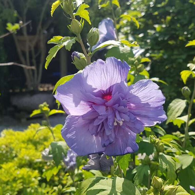 Hibiscus syriacus 'Blue Chiffon' 80-100 cm